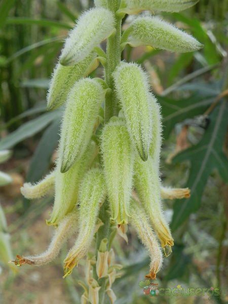 A photo of Aloe tomentosa  