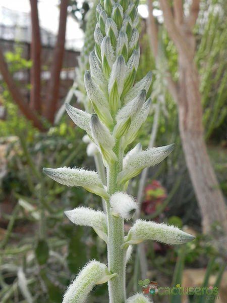 A photo of Aloe tomentosa  