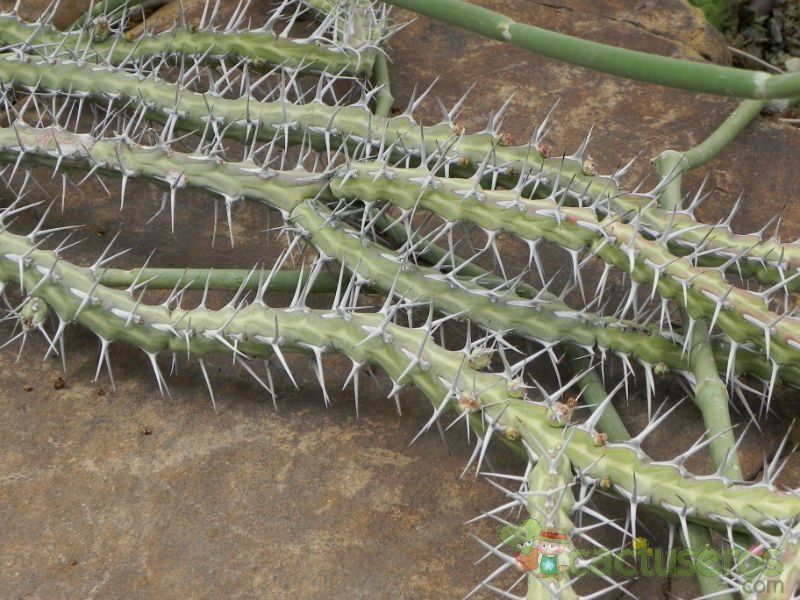 Una foto de Euphorbia samburuensis  
