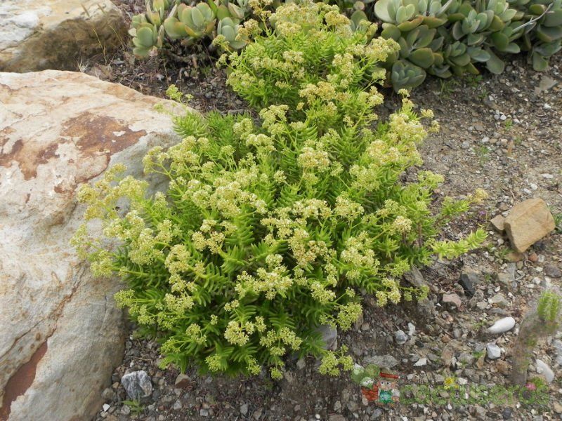 Una foto de Crassula tetragona