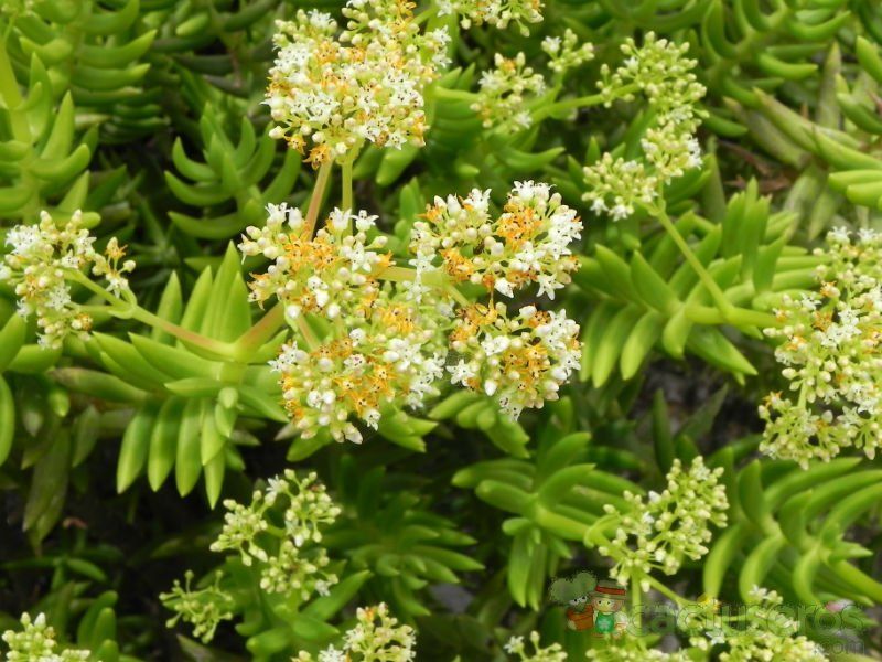 Una foto de Crassula tetragona
