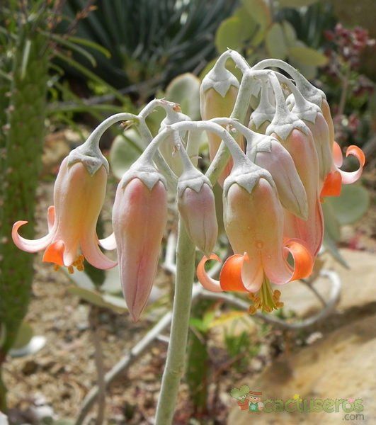 A photo of Cotyledon orbiculata