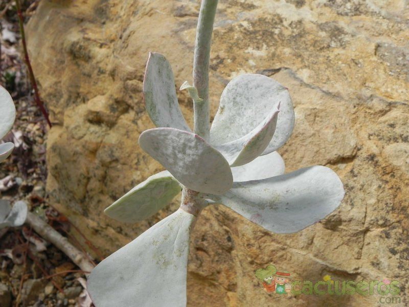 A photo of Cotyledon orbiculata