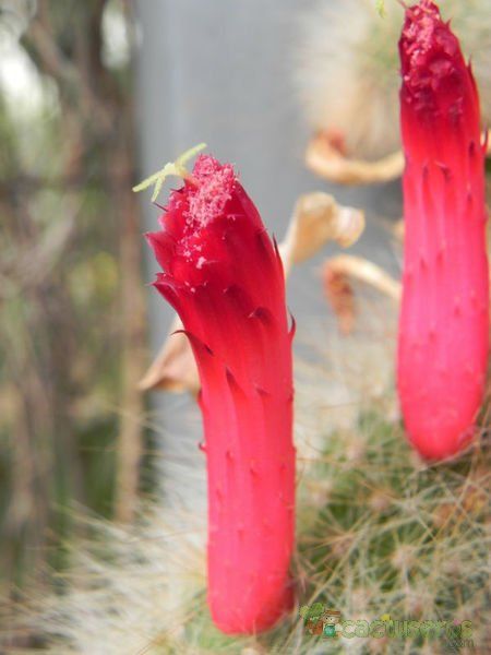 A photo of Cleistocactus brookeae ssp. vulpis-cauda