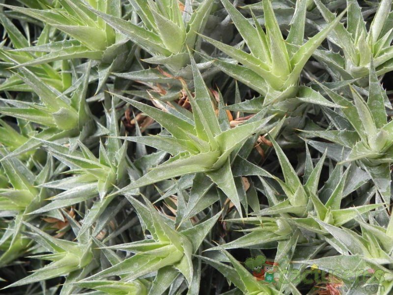 Una foto de Deuterocohnia brevifolia