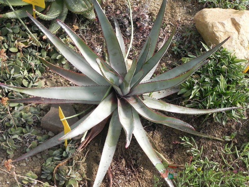 Una foto de Aloe capitata  