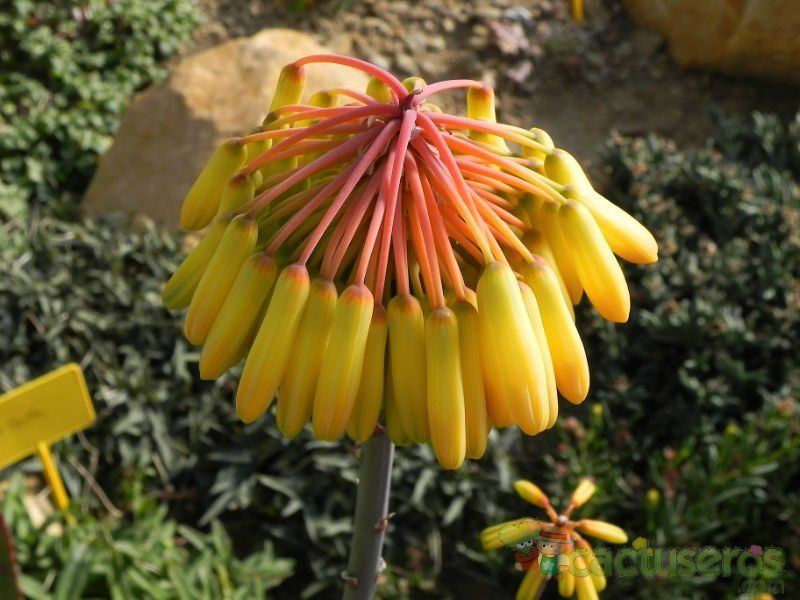 A photo of Aloe capitata  
