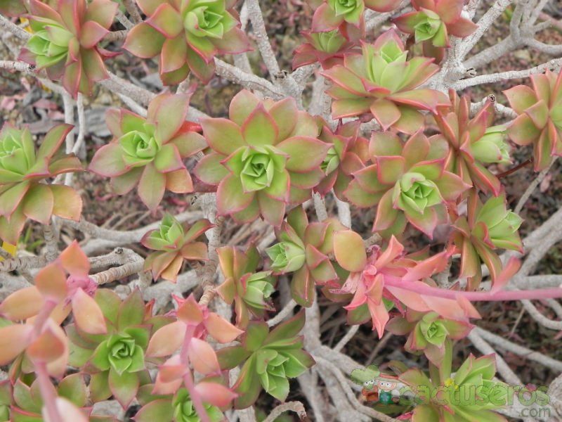 Una foto de Aeonium decorum