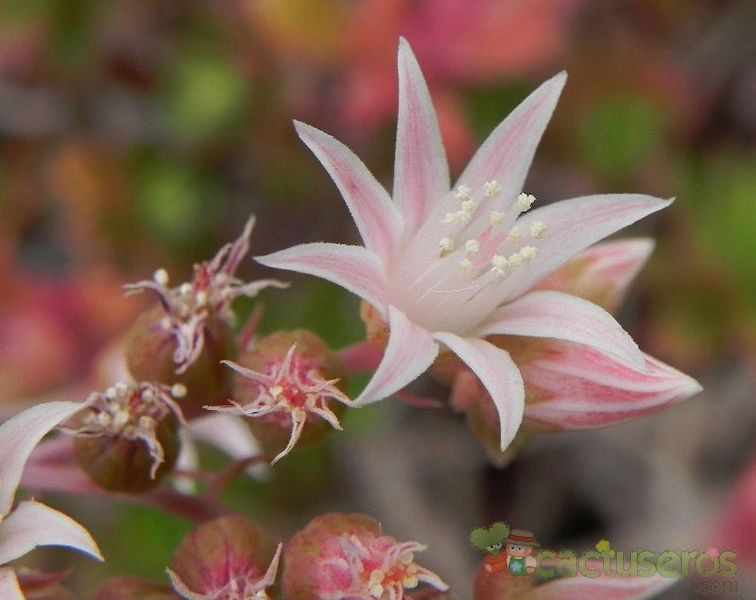 Una foto de Aeonium decorum