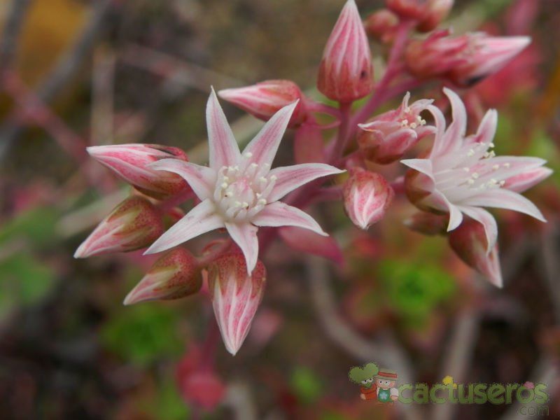 Una foto de Aeonium decorum