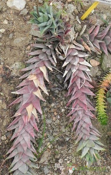 A photo of Astroloba rubriflora  