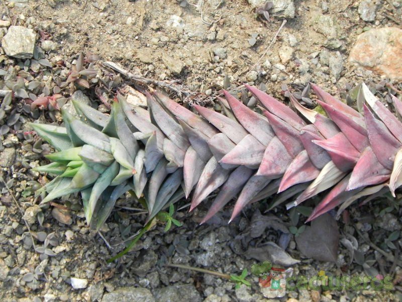 A photo of Astroloba rubriflora  