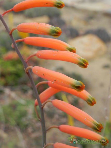 A photo of Astroloba rubriflora  