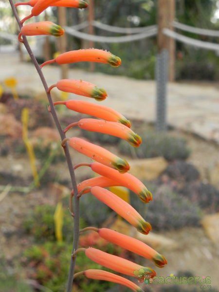 A photo of Astroloba rubriflora  