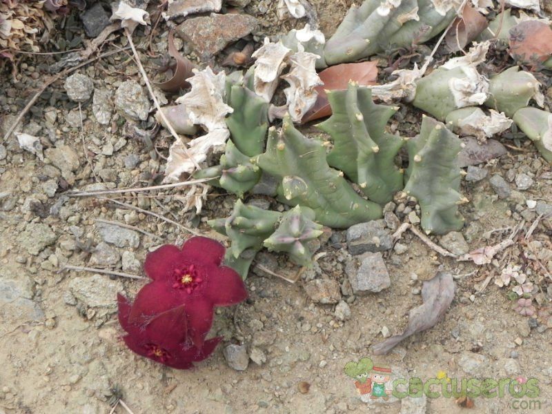 Una foto de Orbeopsis melanantha
