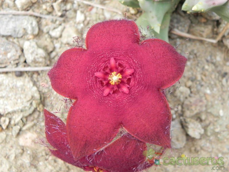 Una foto de Orbeopsis melanantha