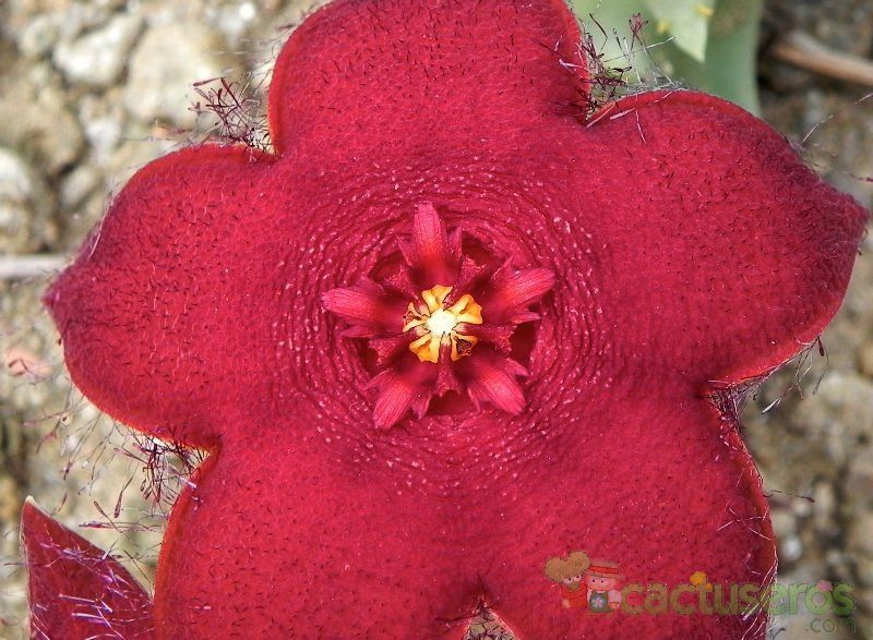 Una foto de Orbeopsis melanantha