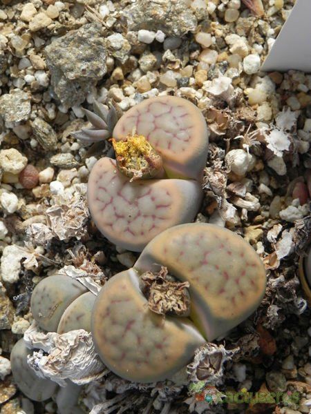 Una foto de Lithops schwantesii ssp. schwantesii v. schwantesii