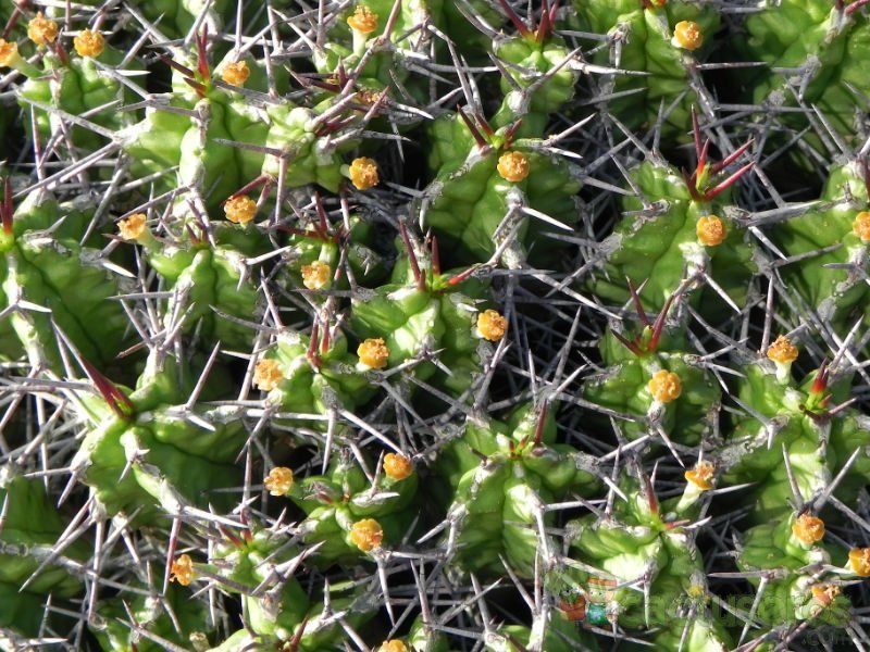 Una foto de Euphorbia mitriformis  