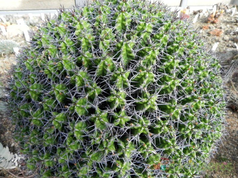 Una foto de Euphorbia mitriformis  