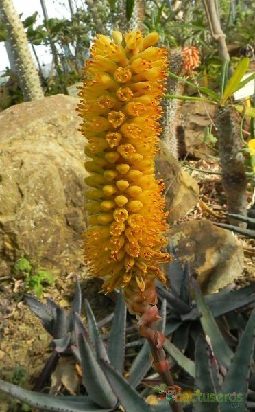 Una foto de Aloe conifera  