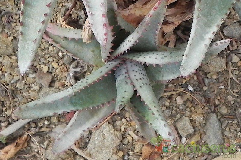 Una foto de Aloe conifera  