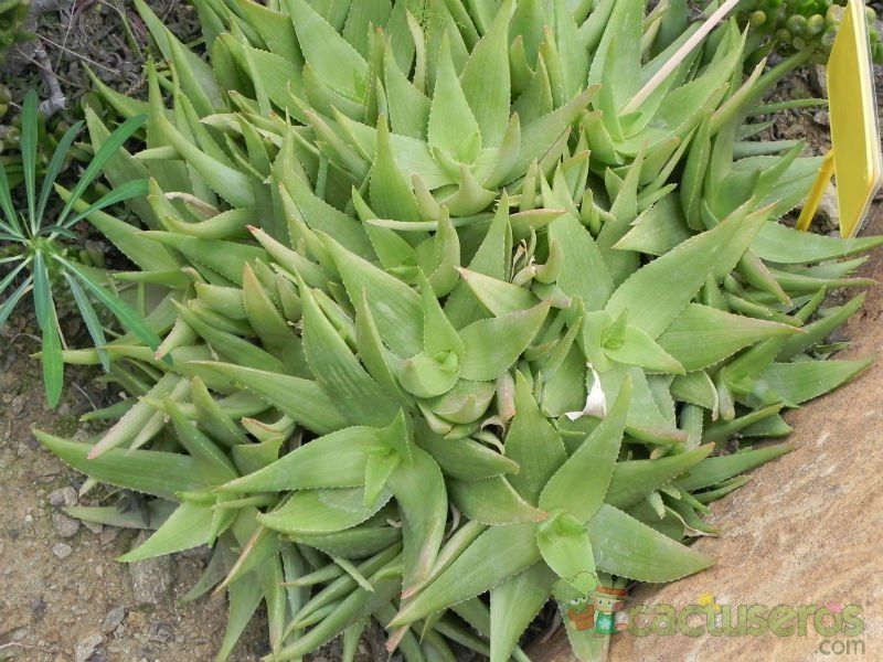 Una foto de Aloe ibitiensis