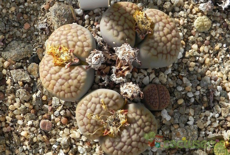 A photo of Lithops hookeri var. hookeri