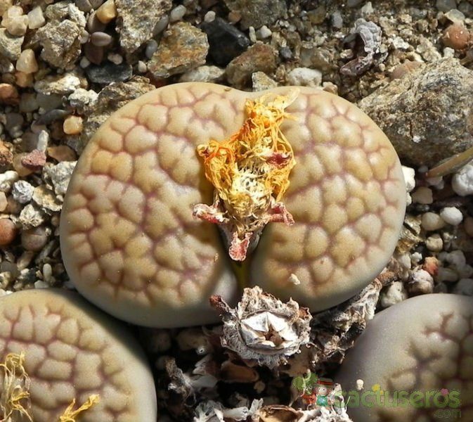A photo of Lithops hookeri var. hookeri