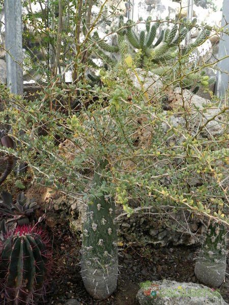 Una foto de Fouquieria columnaris  