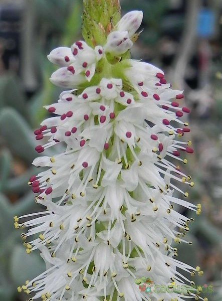 Una foto de Orostachys japonica