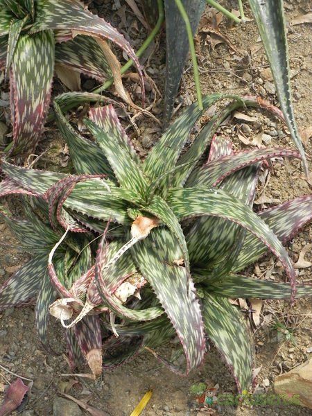 Una foto de Aloe somaliensis  