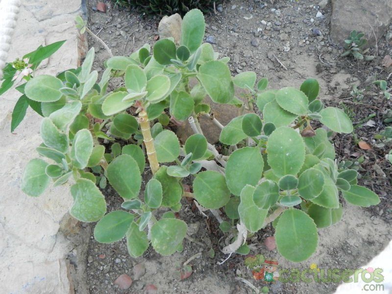 Una foto de Kalanchoe pubescens  