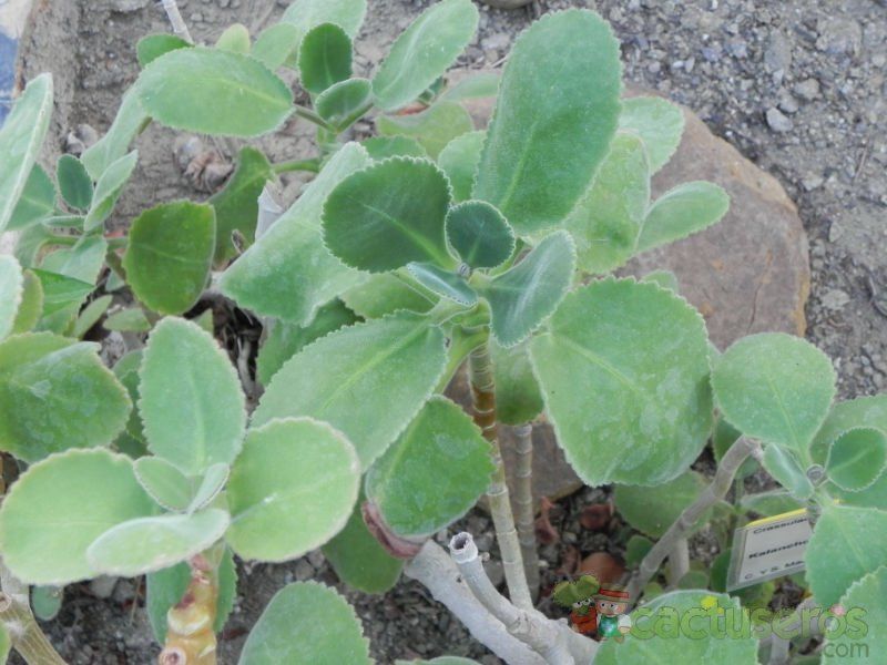 A photo of Kalanchoe pubescens  