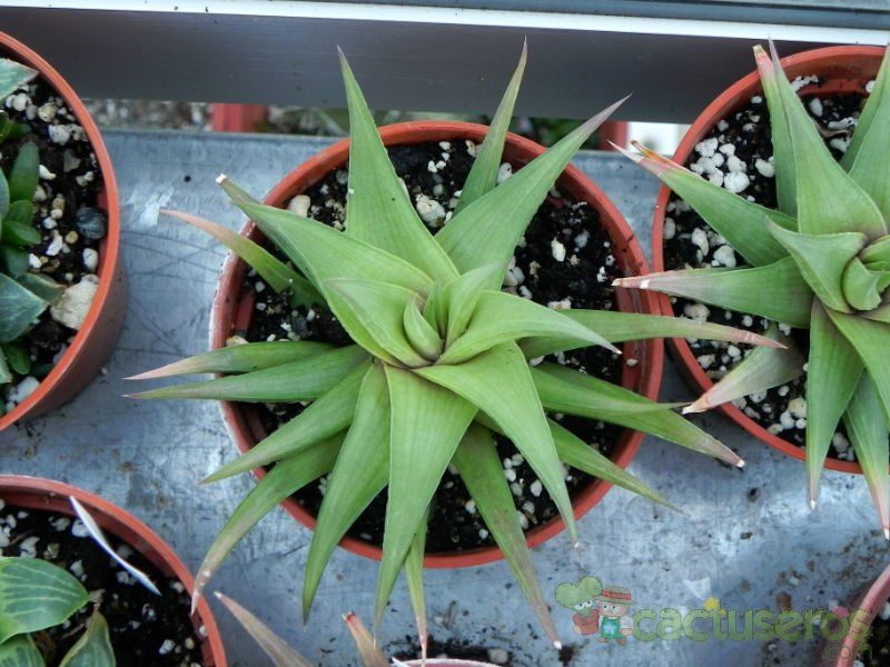 Una foto de Haworthia limifolia var. ubomboensis