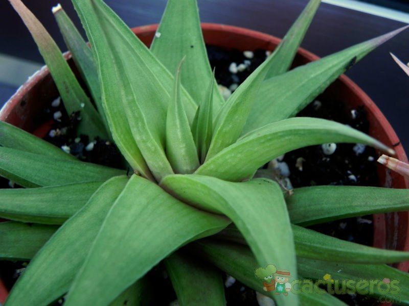 Una foto de Haworthia limifolia var. ubomboensis