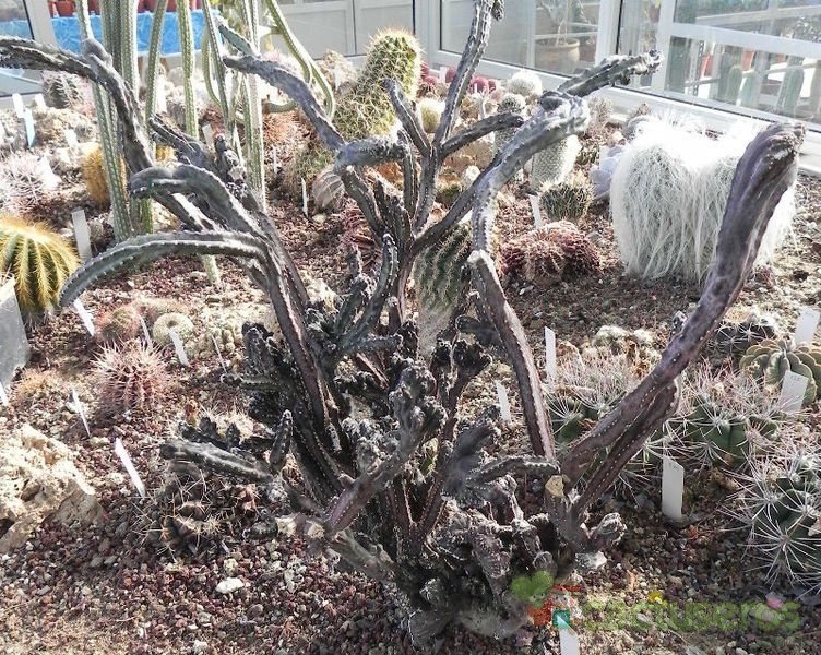 Una foto de Cereus spegazzinii fma. crestada