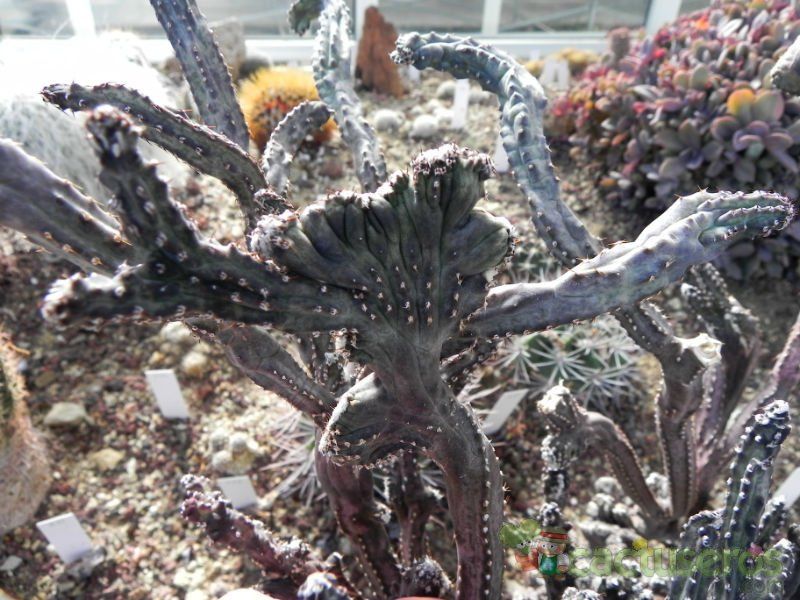 Una foto de Cereus spegazzinii fma. crestada