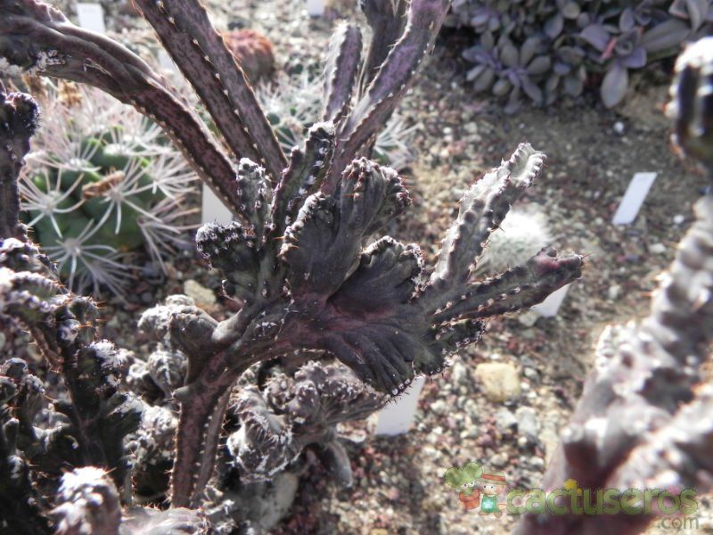 Una foto de Cereus spegazzinii fma. crestada