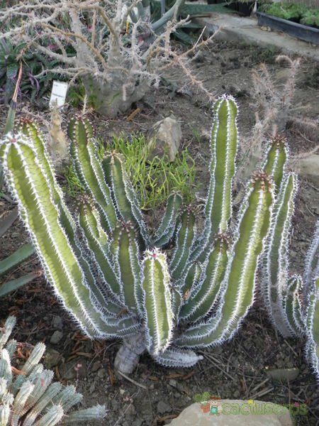 Una foto de Euphorbia virosa  