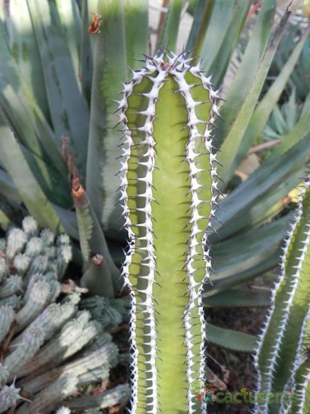 Una foto de Euphorbia virosa  