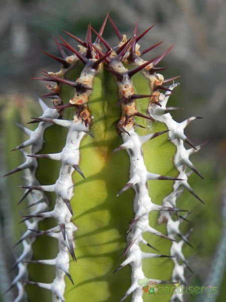 Una foto de Euphorbia virosa  