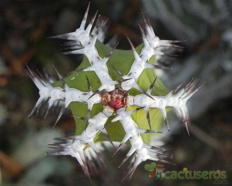 Una foto de Euphorbia virosa  