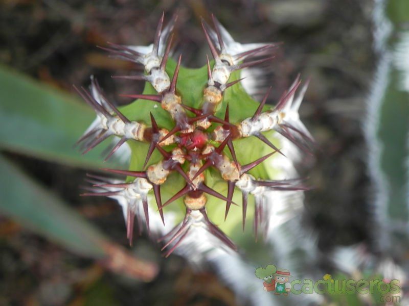 Una foto de Euphorbia virosa  