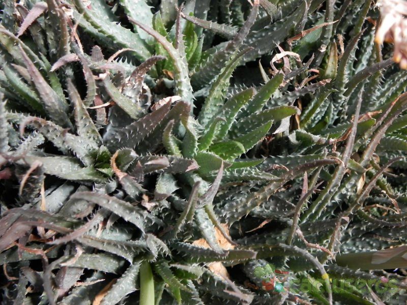 Una foto de Aloe humilis  