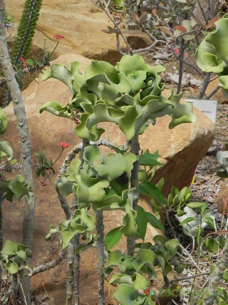 Una foto de Kalanchoe beharensis fma. nuda