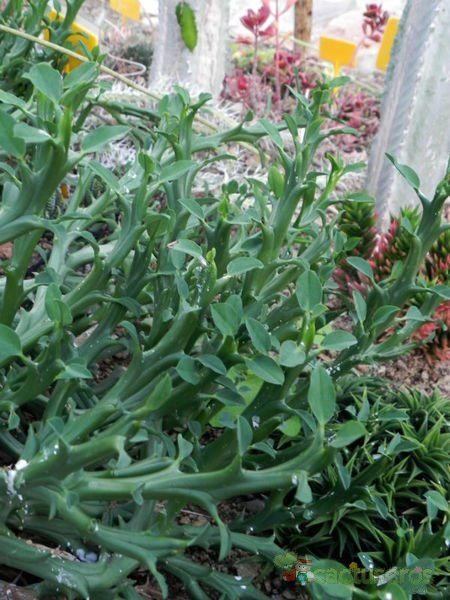 Una foto de Euphorbia hamata  