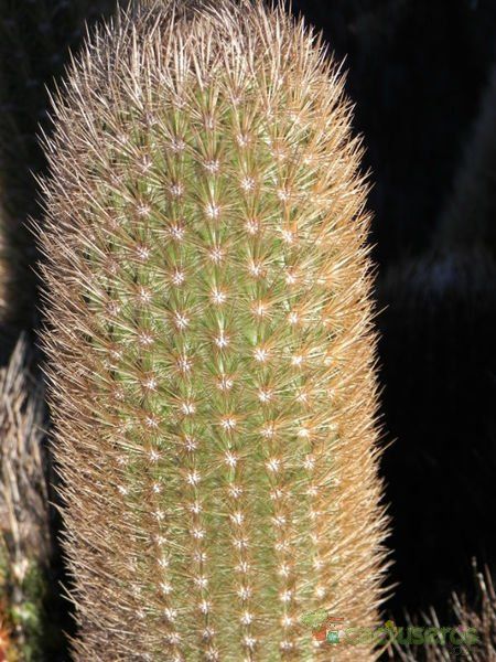 A photo of Brachycereus nesioticus