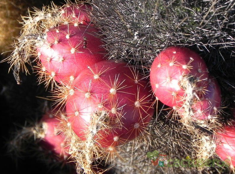 A photo of Brachycereus nesioticus