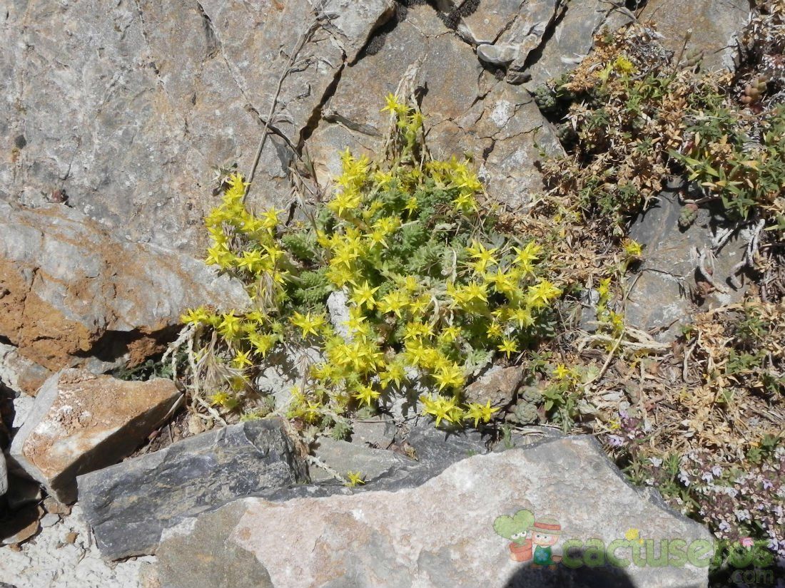 A photo of Sedum acre  